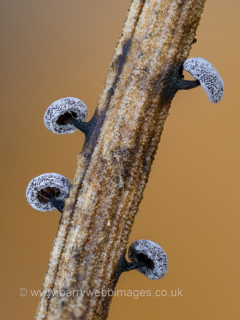 Photo © Barry Webb FRPS Didymium eximium by Barry Webb FRPS